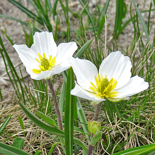 Wegerich-Hahnenfuss / Ranunculus kuepferi